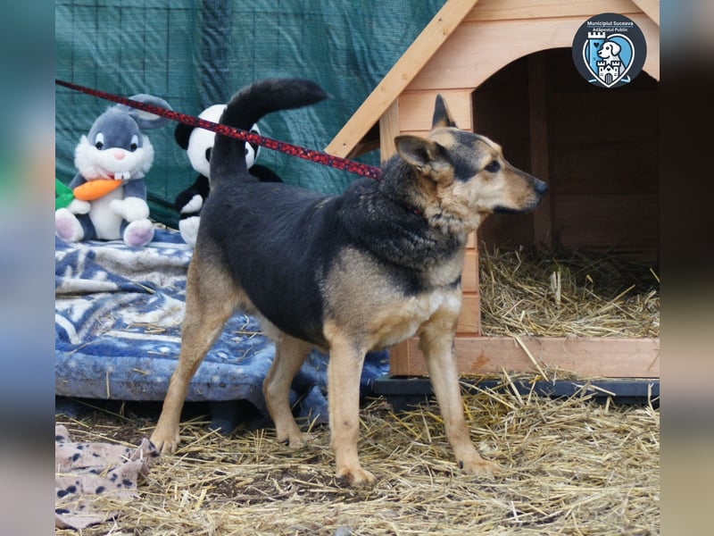 Fred sucht ein Zuhause