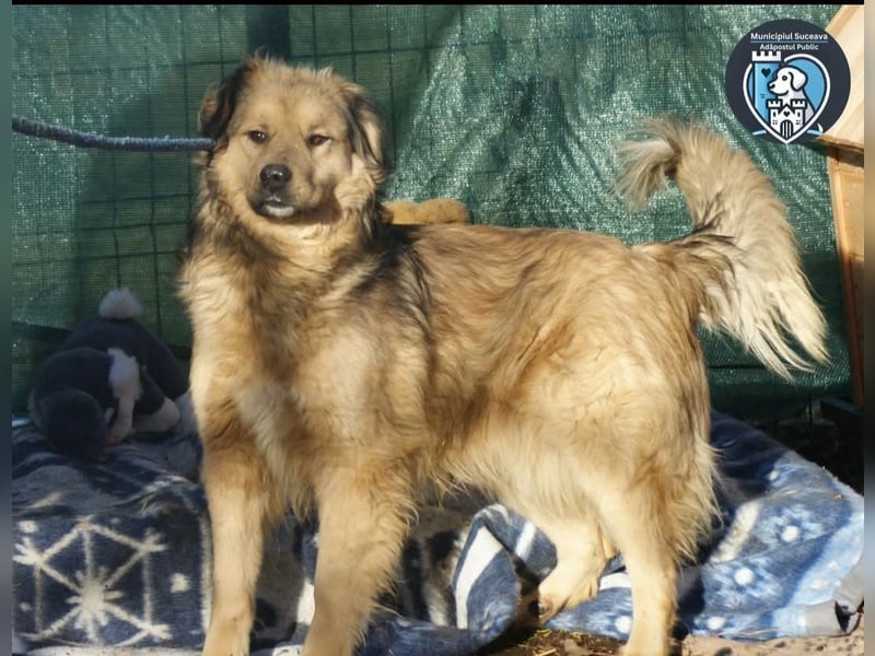 Phoenix sucht ein Zuhause