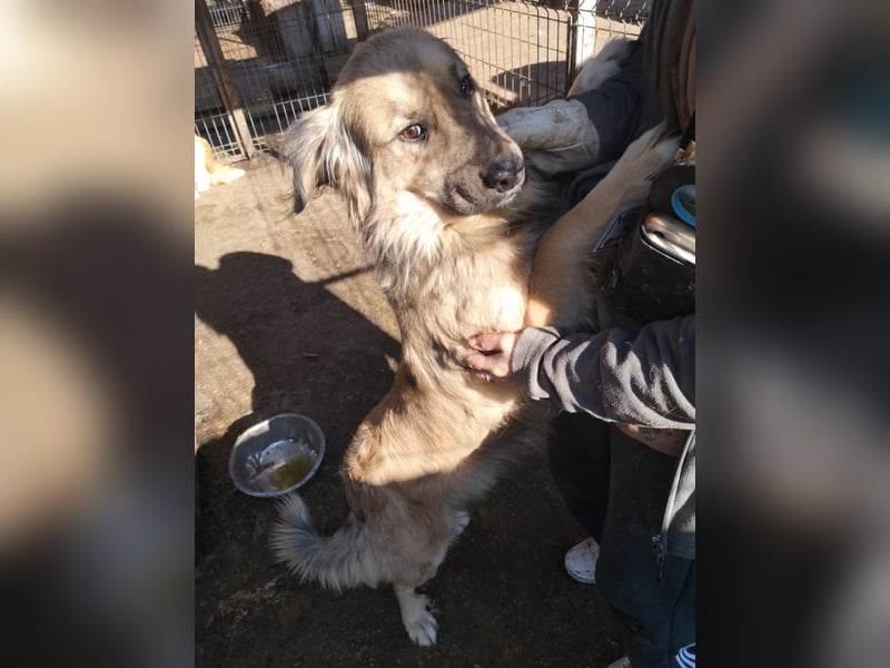 Phoenix sucht ein Zuhause