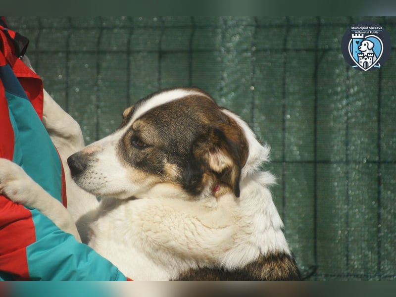 BASIL sucht ein Zuhause