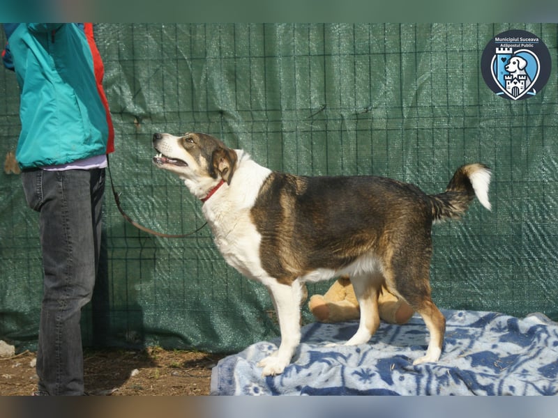 BASIL sucht ein Zuhause