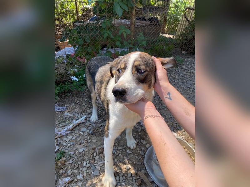 BASIL sucht ein Zuhause