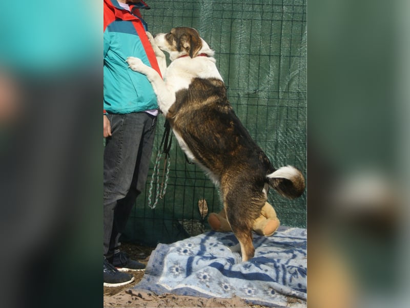 BASIL sucht ein Zuhause