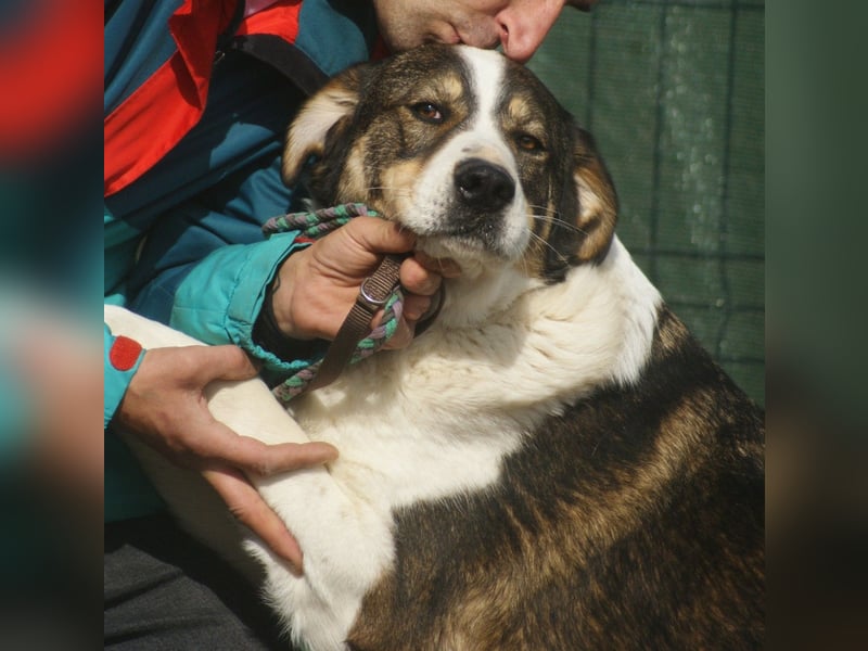 BASIL sucht ein Zuhause