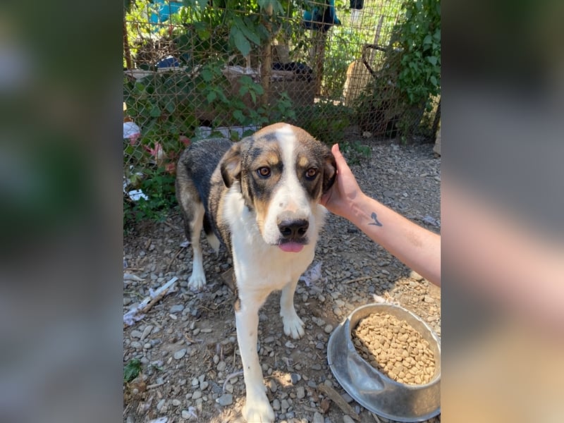 BASIL sucht ein Zuhause