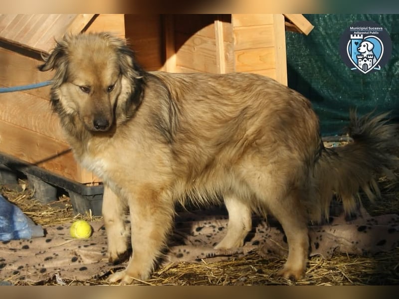 Phoenix sucht ein Zuhause