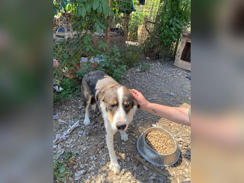 BASIL sucht ein Zuhause