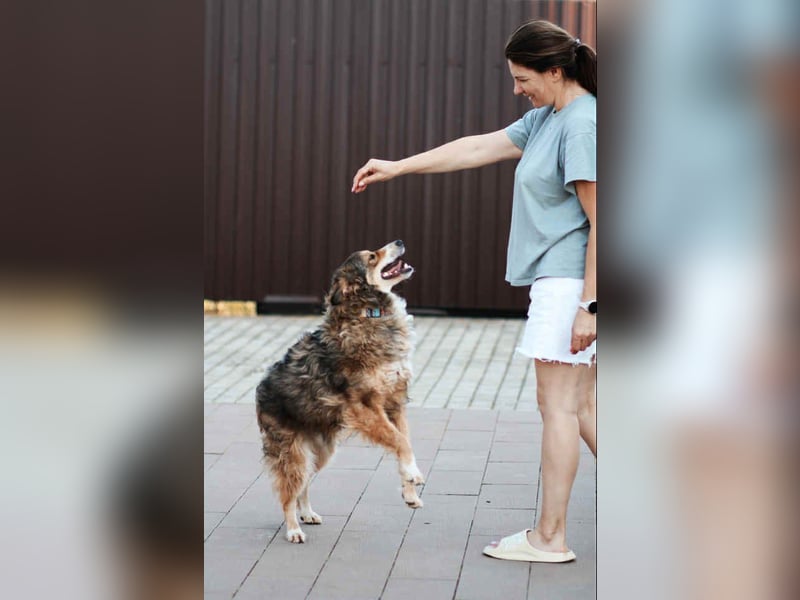 Verschmuster Vanja sucht sein Zuhause