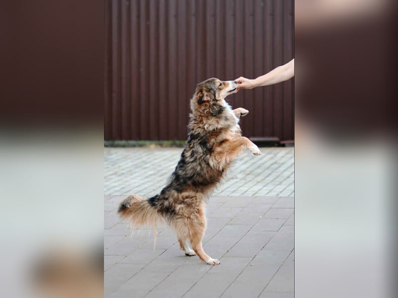 Verschmuster Vanja sucht sein Zuhause