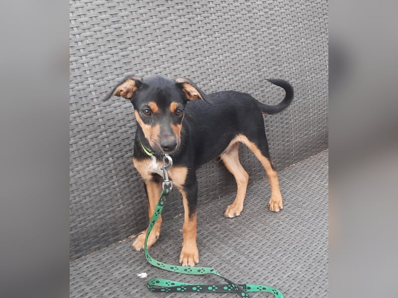 Hundewelpe Leno