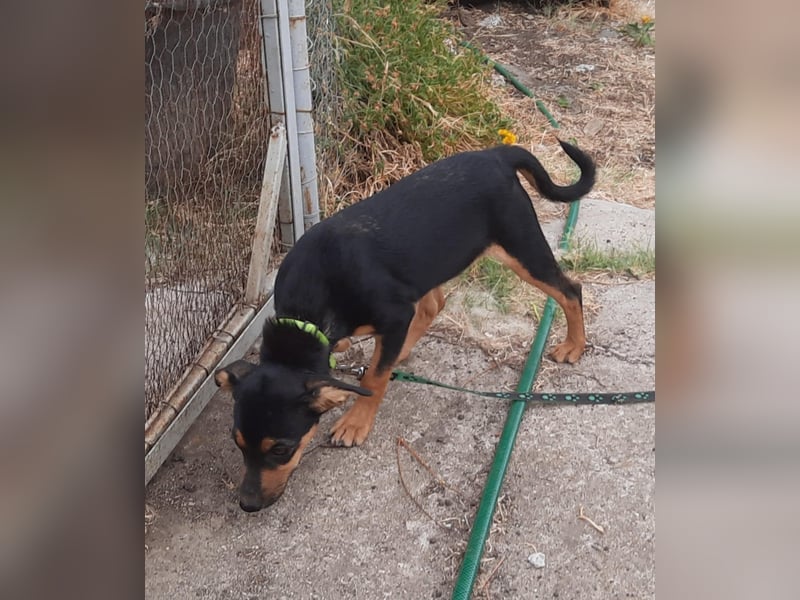Hundewelpe Leno