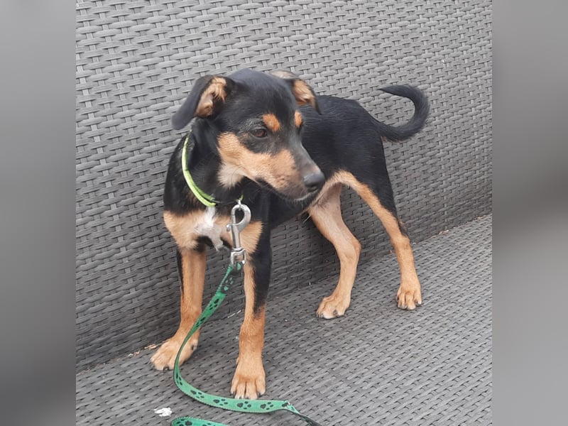 Hundewelpe Leno