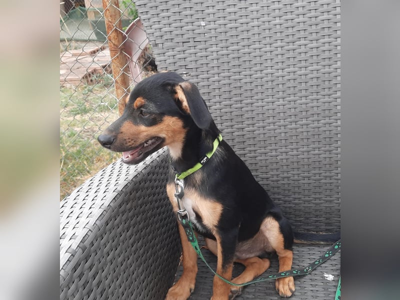Hundewelpe Leno