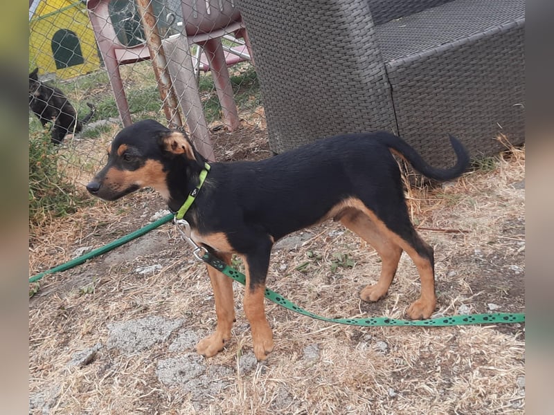 Hundewelpe Leno