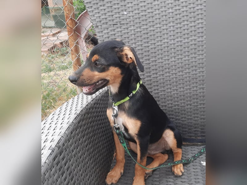 Hundewelpe Leno