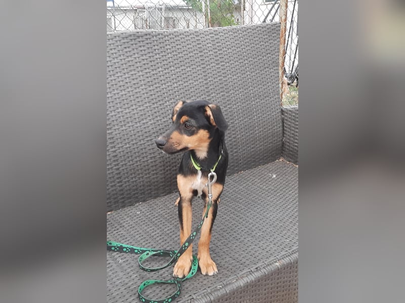 Hundewelpe Leno