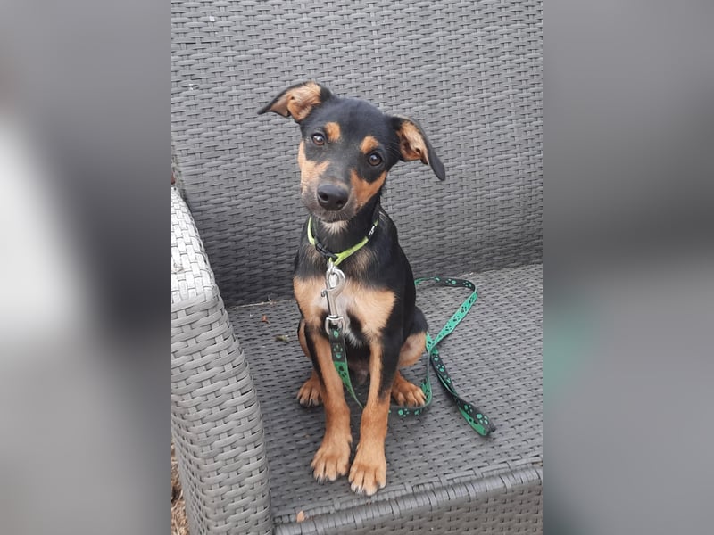 Hundewelpe Leno