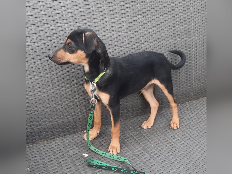 Hundewelpe Leno