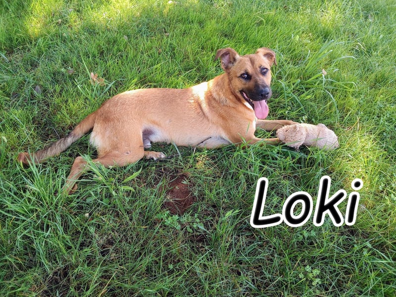 Geben Sie Loki den Sonnenschein wieder zurück?