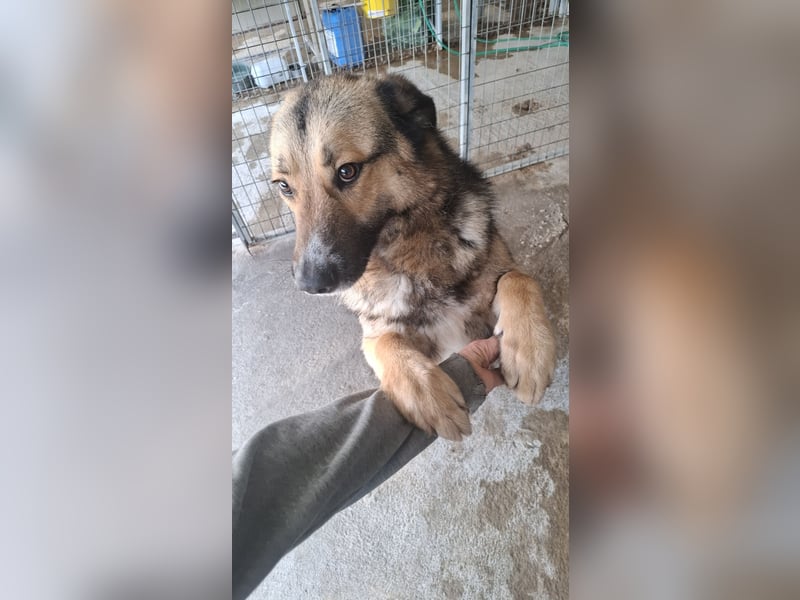 Schäferhund-Mix Loki - Rohdiamant sucht Zuhause