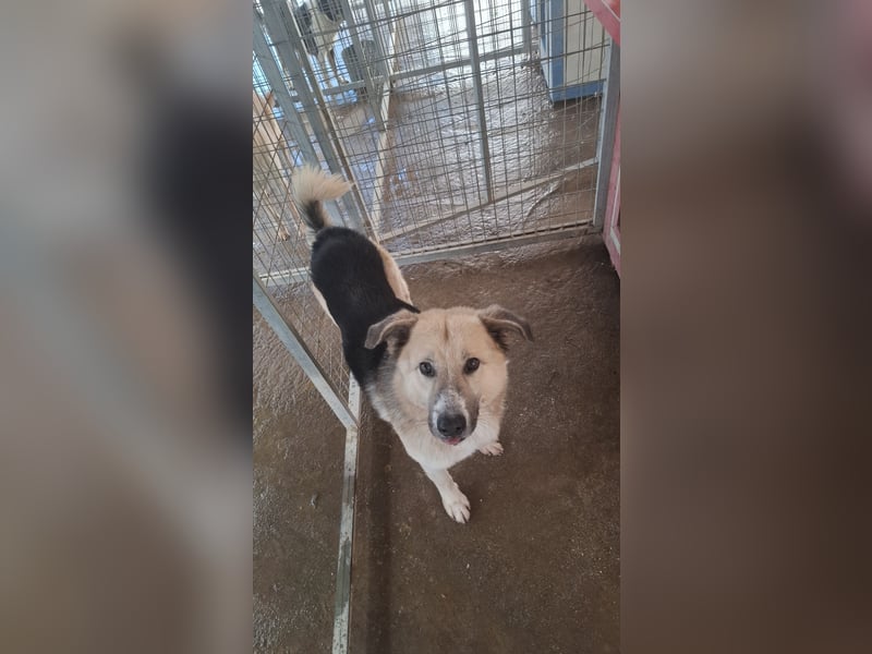 Schäferhund-Mix Milow - Rohdiamant sucht Zuhause