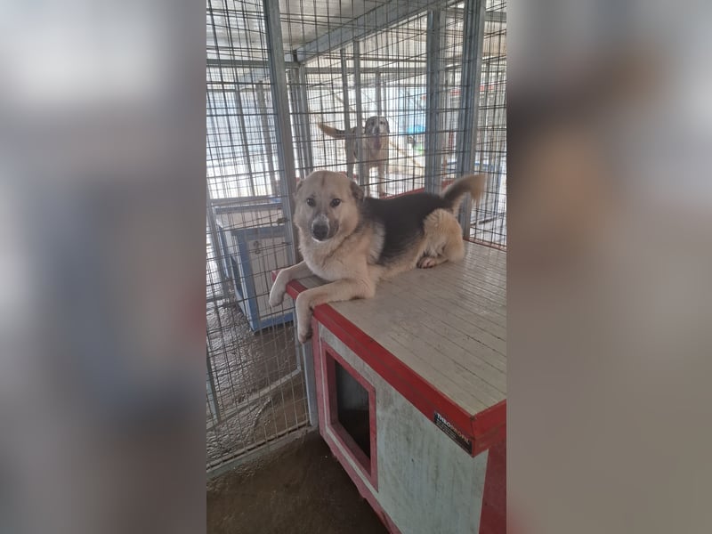 Schäferhund-Mix Milow - Rohdiamant sucht Zuhause