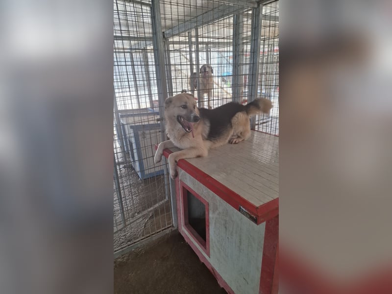 Schäferhund-Mix Milow - Rohdiamant sucht Zuhause