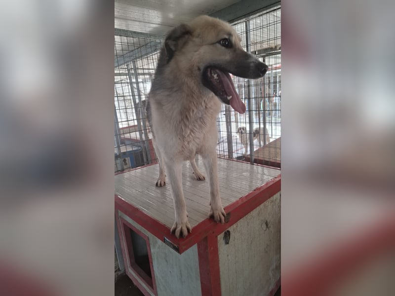 Schäferhund-Mix Milow - Rohdiamant sucht Zuhause