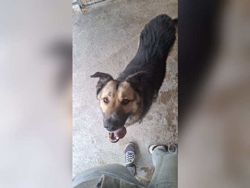 Schäferhund-Mix Loki - Rohdiamant sucht Zuhause