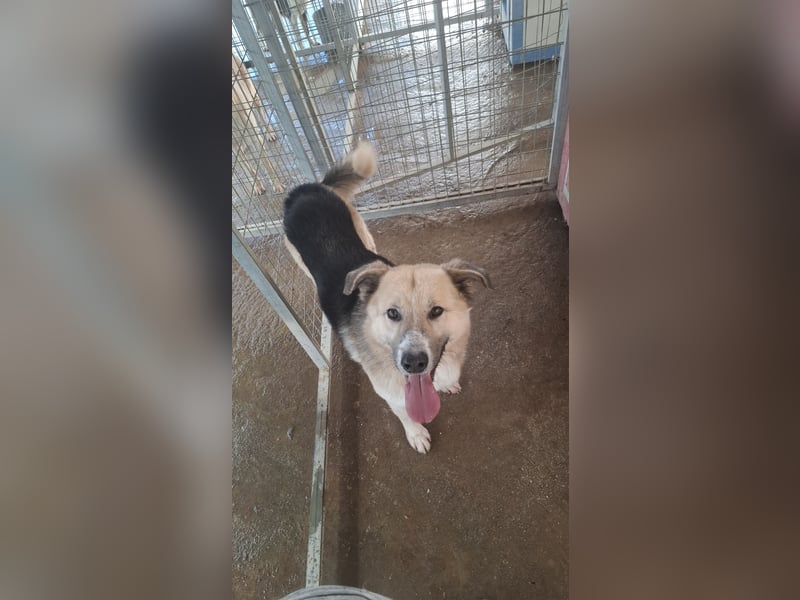 Schäferhund-Mix Milow - Rohdiamant sucht Zuhause