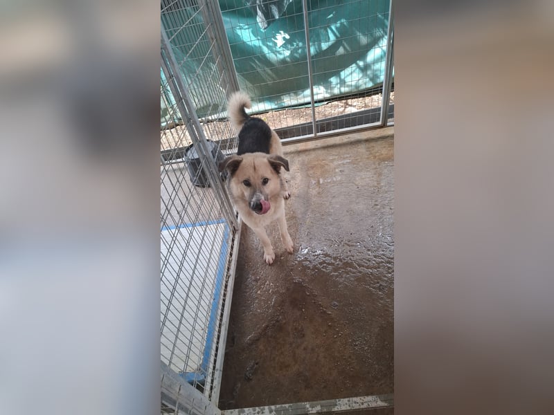 Schäferhund-Mix Milow - Rohdiamant sucht Zuhause