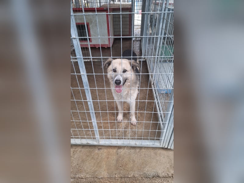 Schäferhund-Mix Milow - Rohdiamant sucht Zuhause