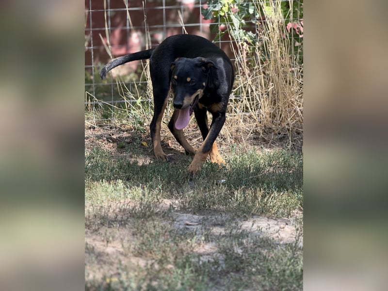 Dobermann - Mix, 5 Monate alt, rundum verträglich