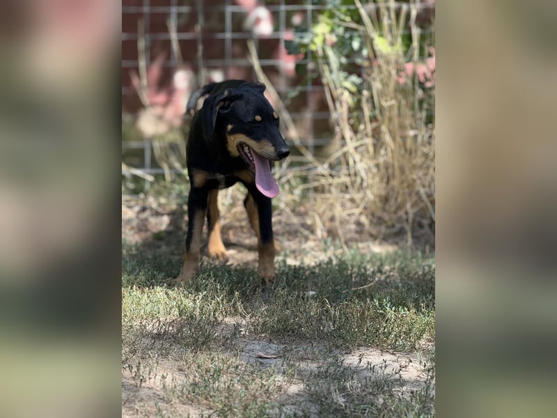 Dobermann - Mix, 5 Monate alt, rundum verträglich