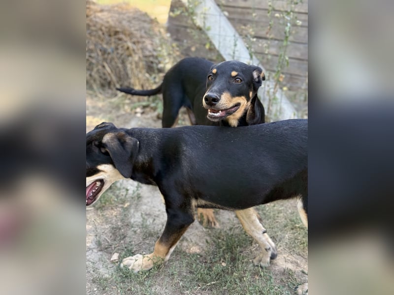 Dobermann - Mix, 5 Monate alt, rundum verträglich