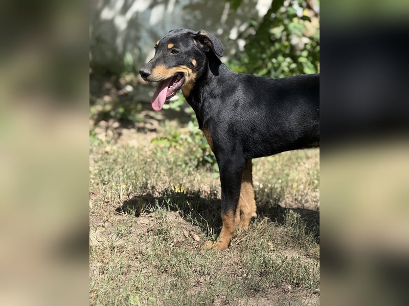 Dobermann - Mix, 5 Monate alt, rundum verträglich