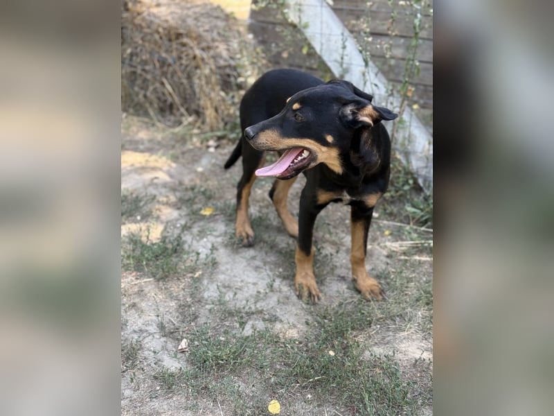 Dobermann - Mix, 5 Monate alt, rundum verträglich