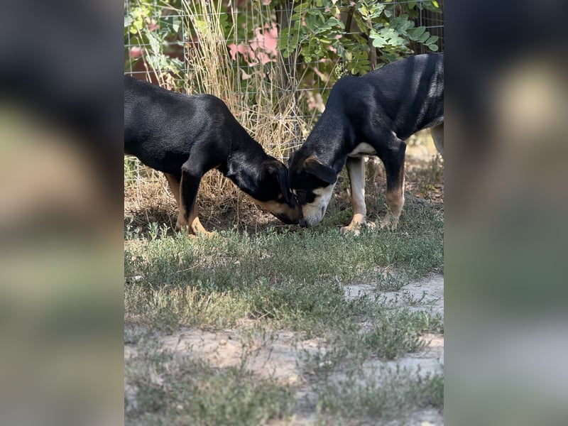 Dobermann - Mix, 5 Monate alt, rundum verträglich