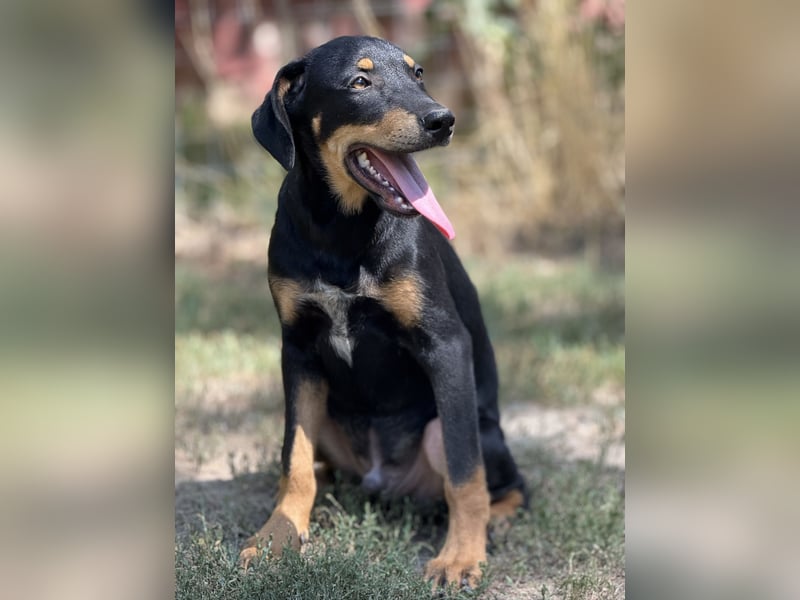 Dobermann - Mix, 5 Monate alt, rundum verträglich