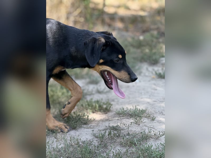 Dobermann - Mix, 5 Monate alt, rundum verträglich