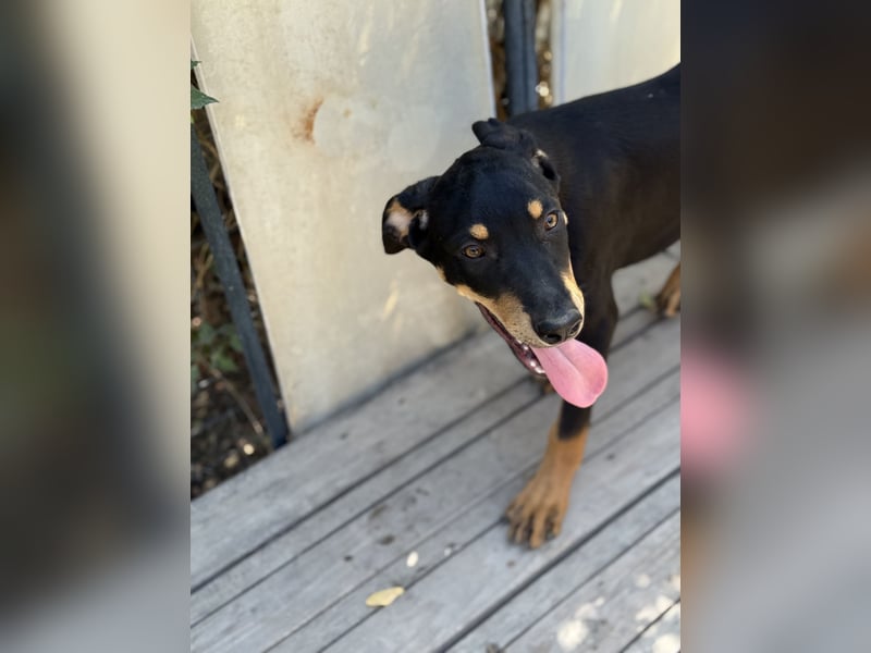 Dobermann - Mix, 5 Monate alt, rundum verträglich