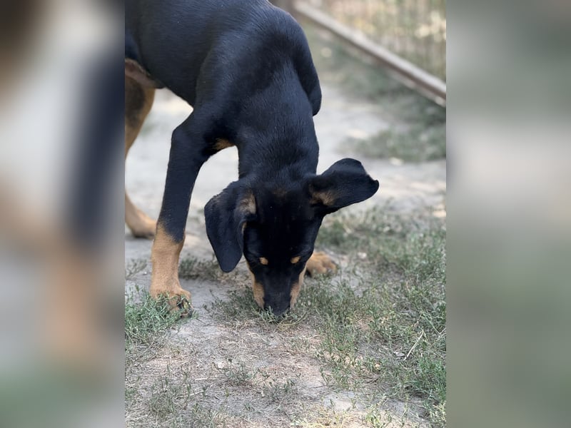 Dobermann - Mix, 5 Monate alt, rundum verträglich