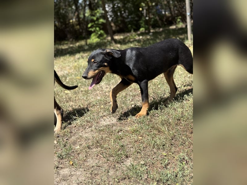 Dobermann - Mix, 5 Monate alt, rundum verträglich