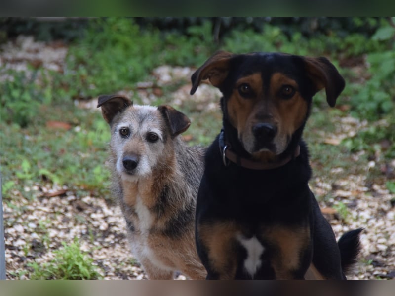 Buddy sucht aktives Zuhause mit Herz