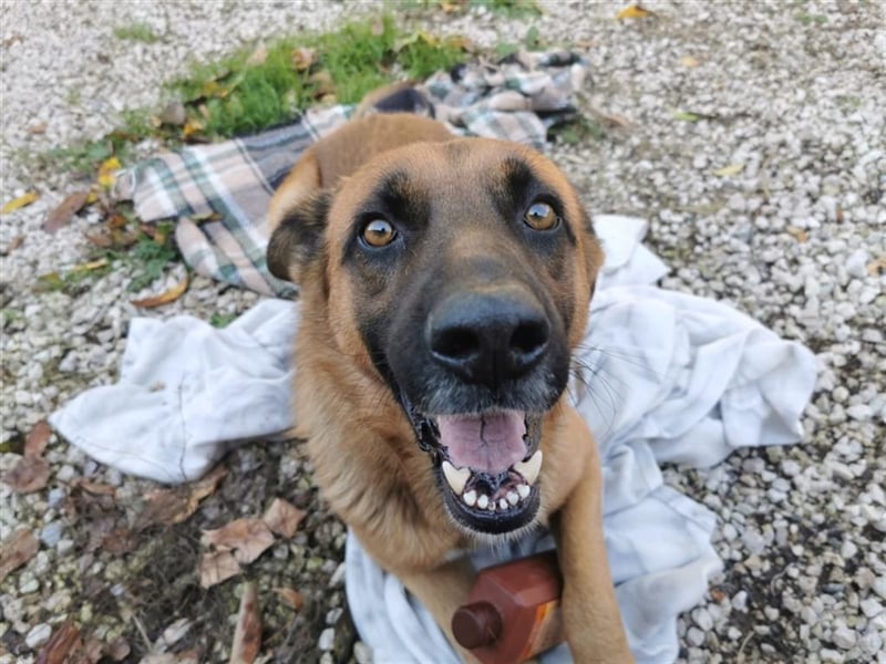 Loki sucht einfühlsames Zuhause