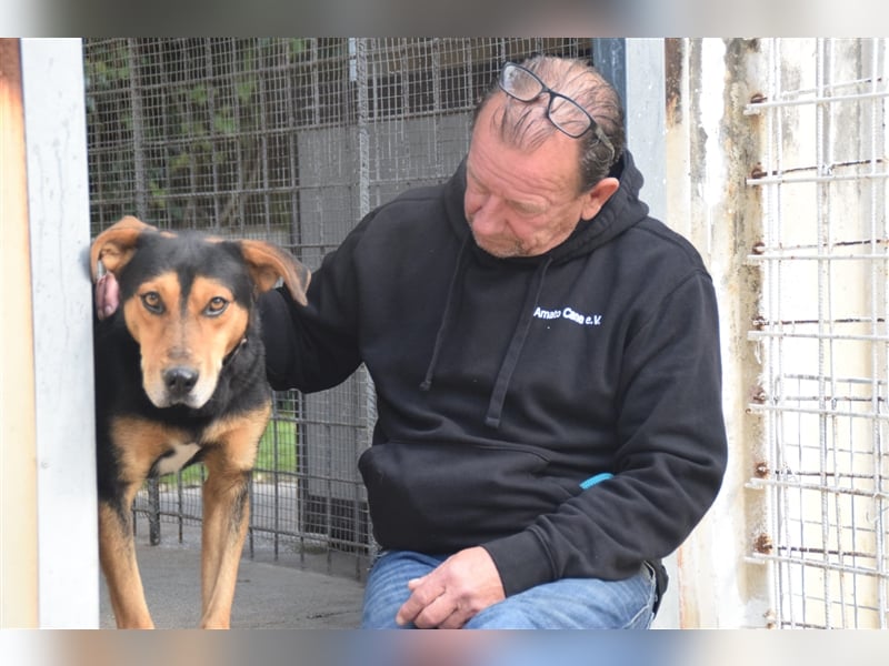 Buddy sucht aktives Zuhause mit Herz