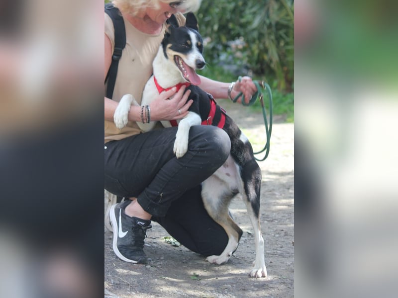 Schnitzel sucht seine eigene Familie