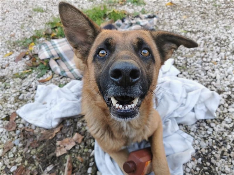 Loki sucht einfühlsames Zuhause