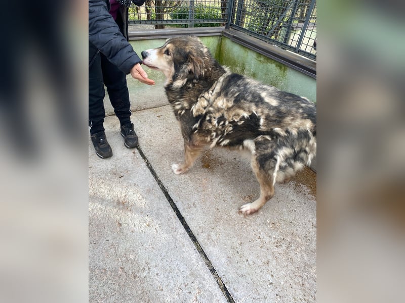 Enea sucht sein Zuhause