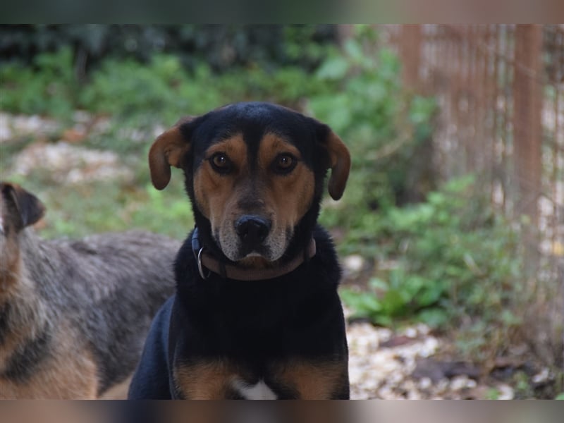 Buddy sucht aktives Zuhause mit Herz